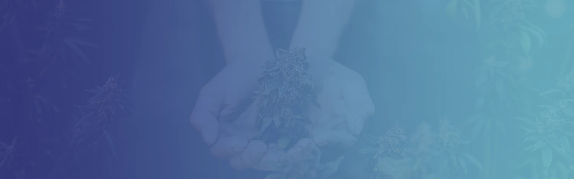 Weed Specials And Promotions Weed Market