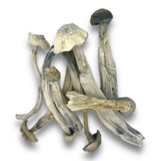 Magic Mushrooms Penis Envy Mushrooms X White Shark