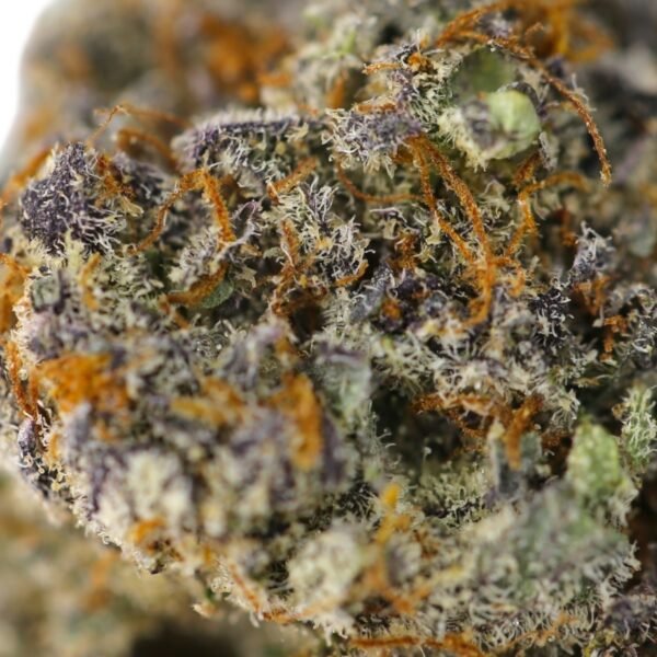Sasquatch 9 - Image 2