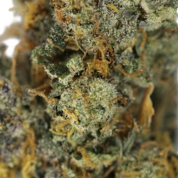 Animal Cookies - Image 3