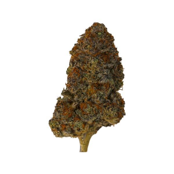 Sasquatch 9