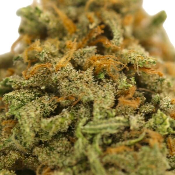Animal Cookies - Image 2