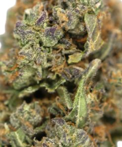 Permanent Marker X Zoup