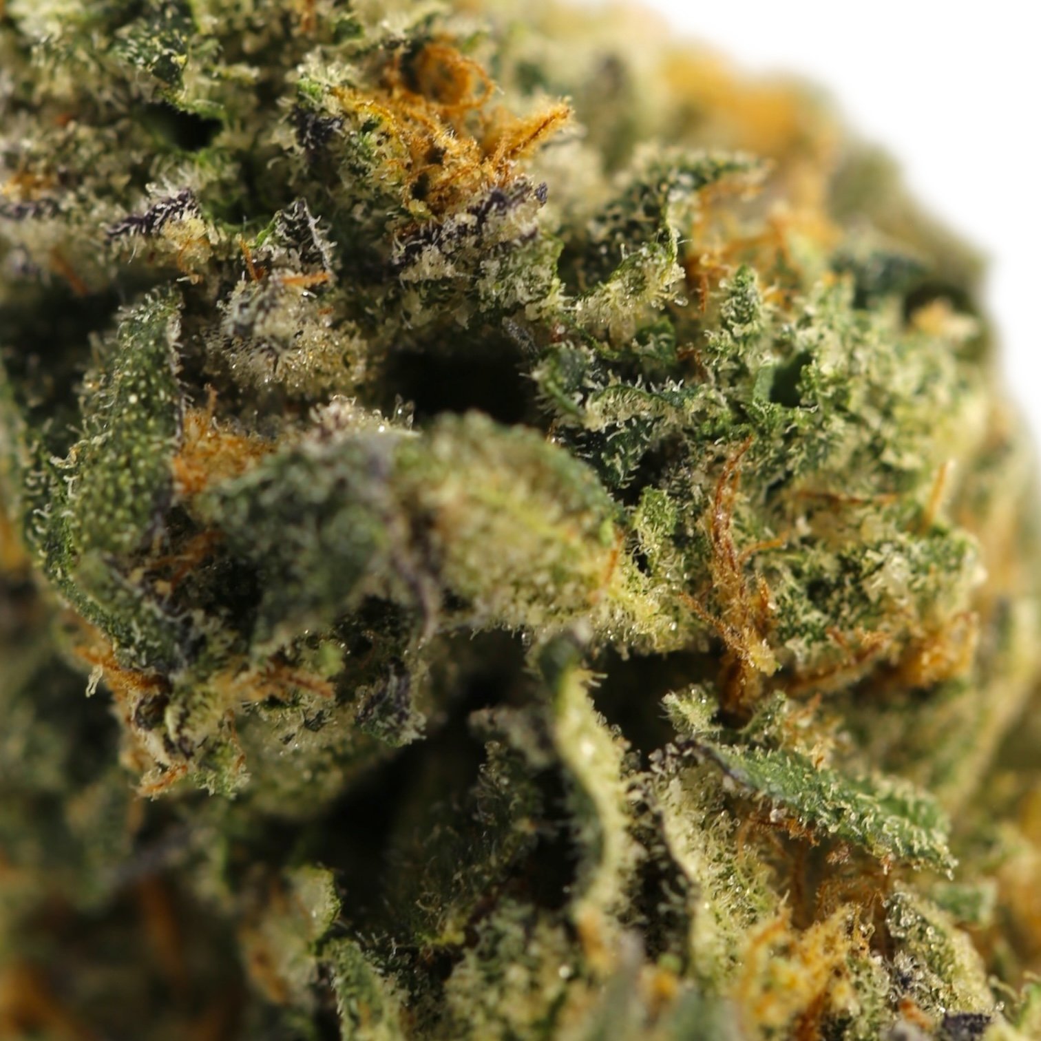 Musty Buffallo 2 Musty Buffallo - Image 2