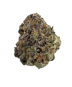 Blue Lobster quad zaza - Copy