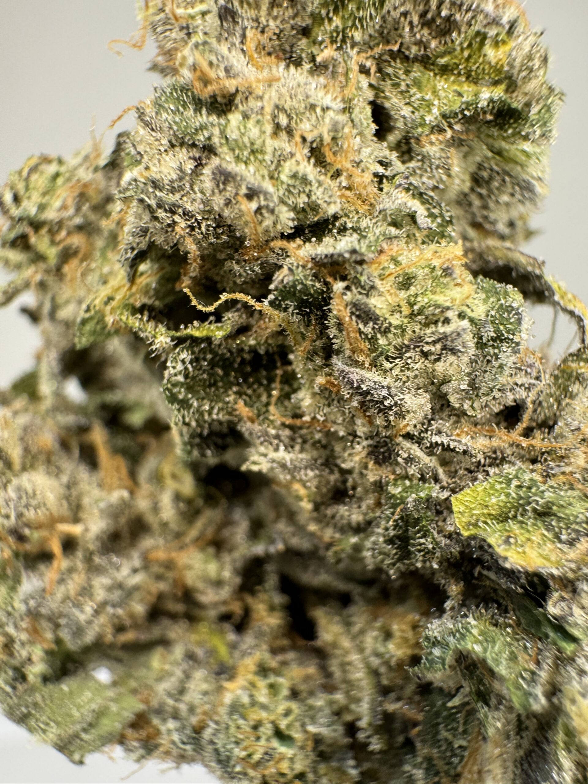 Hidden Mints 2 Hidden Mints - Image 2