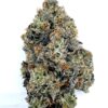 MK-Ultra 5 El Chapo - Product Image
