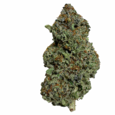 Legends Orange Apricot - Product Image