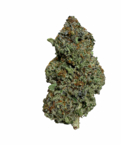 Legends Orange Apricot - Product Image