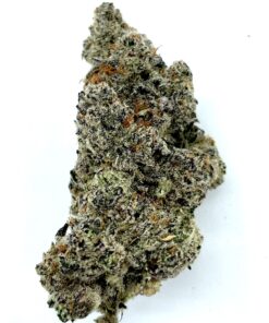 Home 36 Blue Lobster