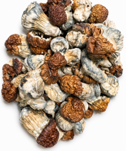 Texas Yellow Dried Mushrooms