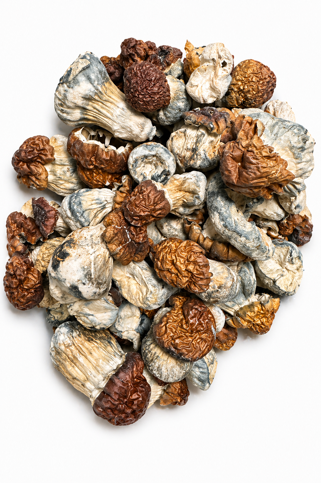 Texas Yellow Dried Mushrooms 1 Texas Yellow Dried Mushrooms