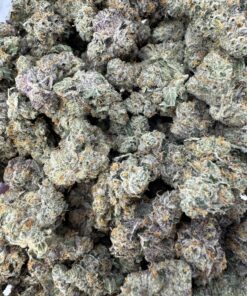 Animal Cookies Meduims