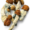 Blue Meanies Dried Mushrooms