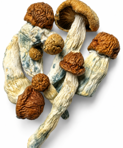 Blue Meanies Dried Mushrooms