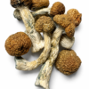 Golden Teacher Dried Mushrooms 2 Golden Teacher Dried Mushrooms