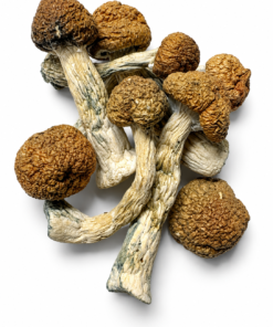 Golden Teacher Dried Mushrooms