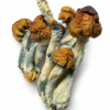 Blue Pulaski Dried Mushrooms 8 Blue pulaski Dried Mushrooms