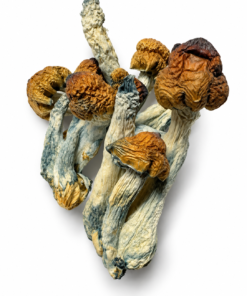 Blue Pulaski Dried Mushrooms