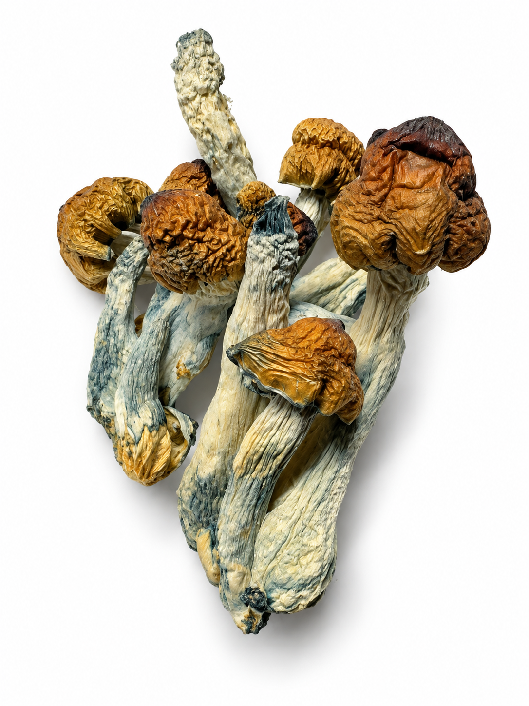 Blue Pulaski Dried Mushrooms 1 Blue Pulaski Dried Mushrooms