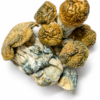 Og Melmac Dried Mushrooms 2 Og Melmac Dried Mushrooms