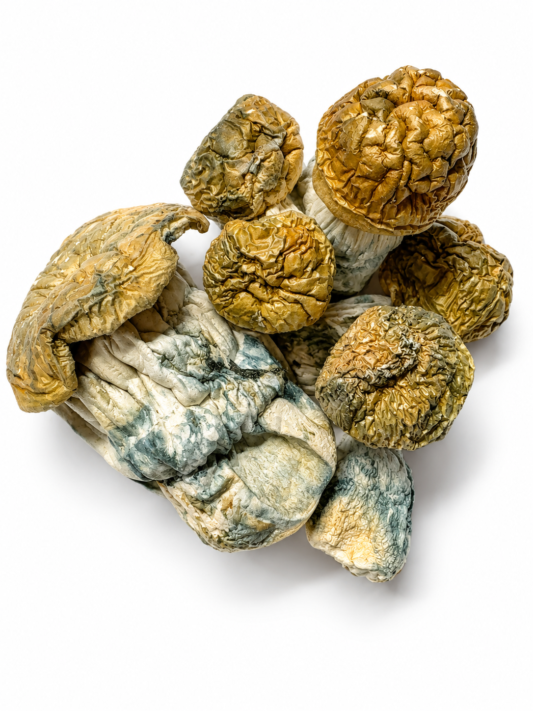 Og Melmac Dried Mushrooms 1 Og Melmac Dried Mushrooms