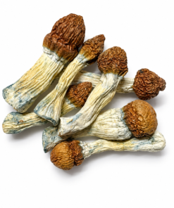 Tidal Wave Dried Mushrooms