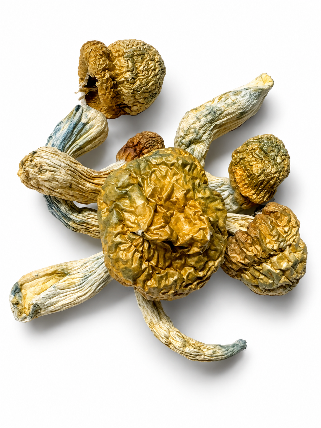Nutcracker Dried Mushrooms 1 Nutcracker Dried Mushrooms