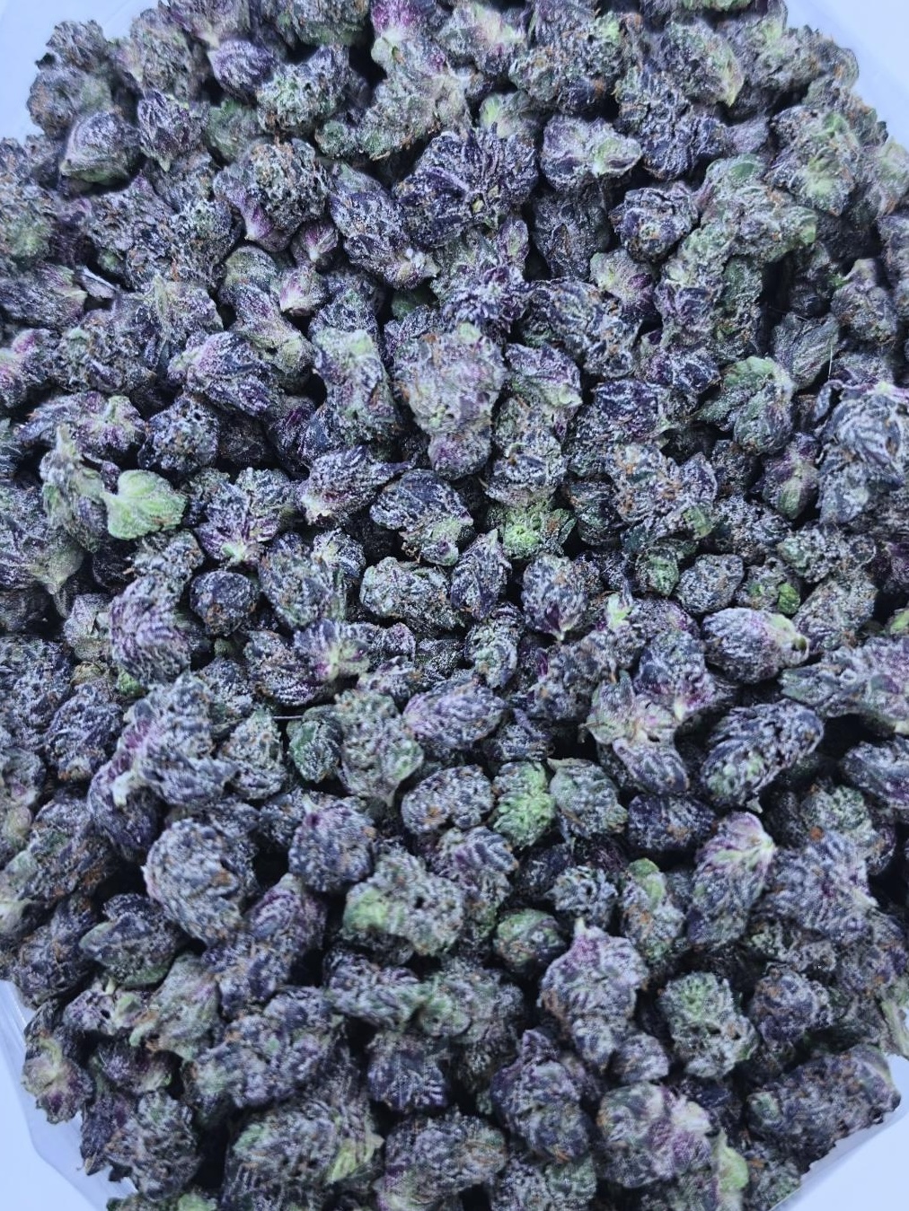 Northern Black Gas Mediums 1 Northern Black Gas Mediums