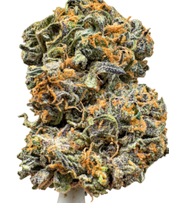 Black Domina 247x296