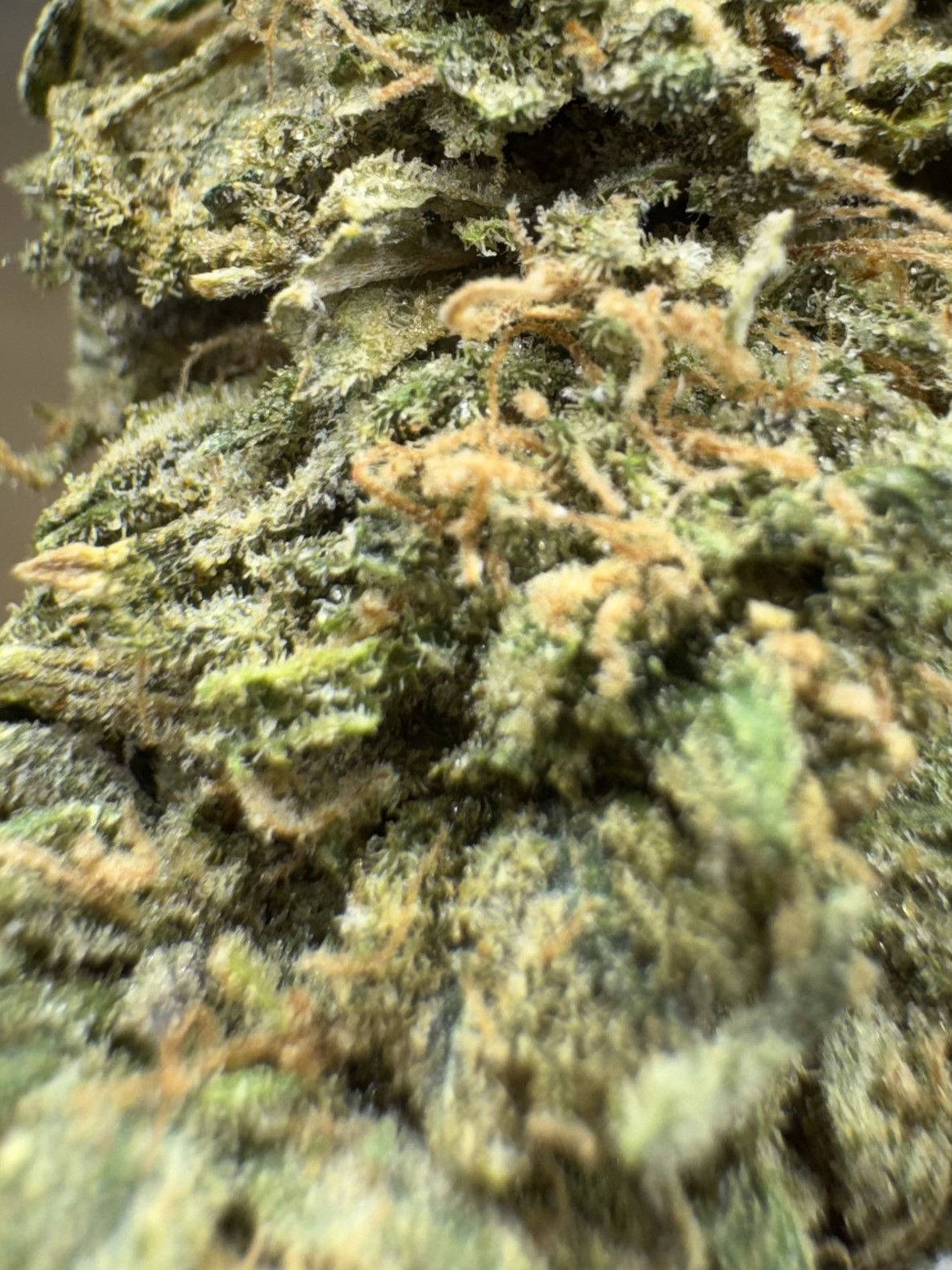 Pine Tar Kush 2 Pine Tar Kush - Image 2