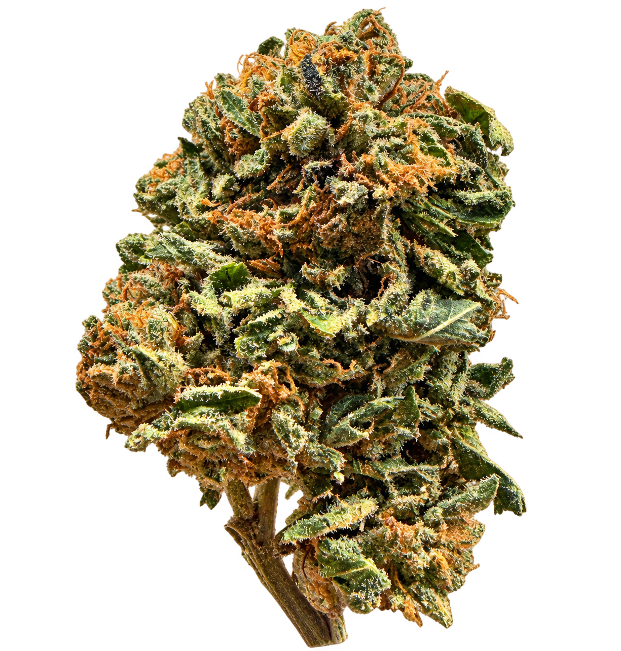 Cap Junky 1 Cap Junky
